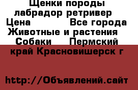 Щенки породы лабрадор ретривер › Цена ­ 8 000 - Все города Животные и растения » Собаки   . Пермский край,Красновишерск г.